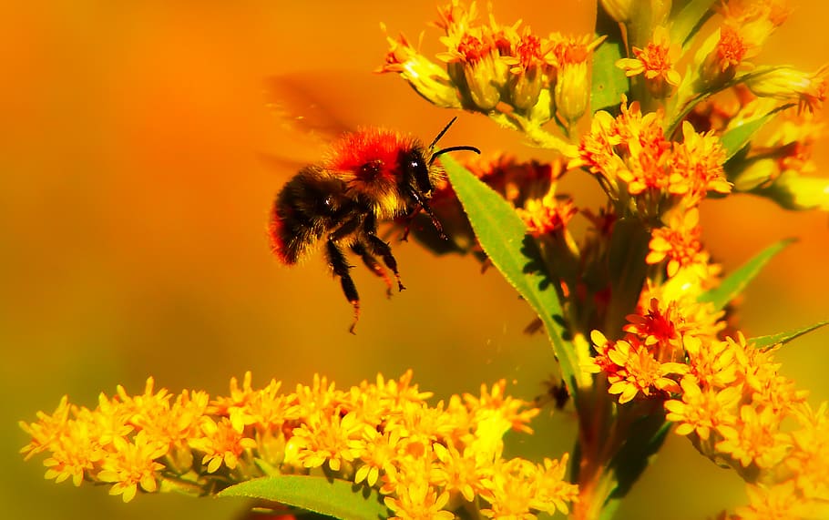 invertebrate, flowering plant, one animal, animal themes, insect HD wallpaper