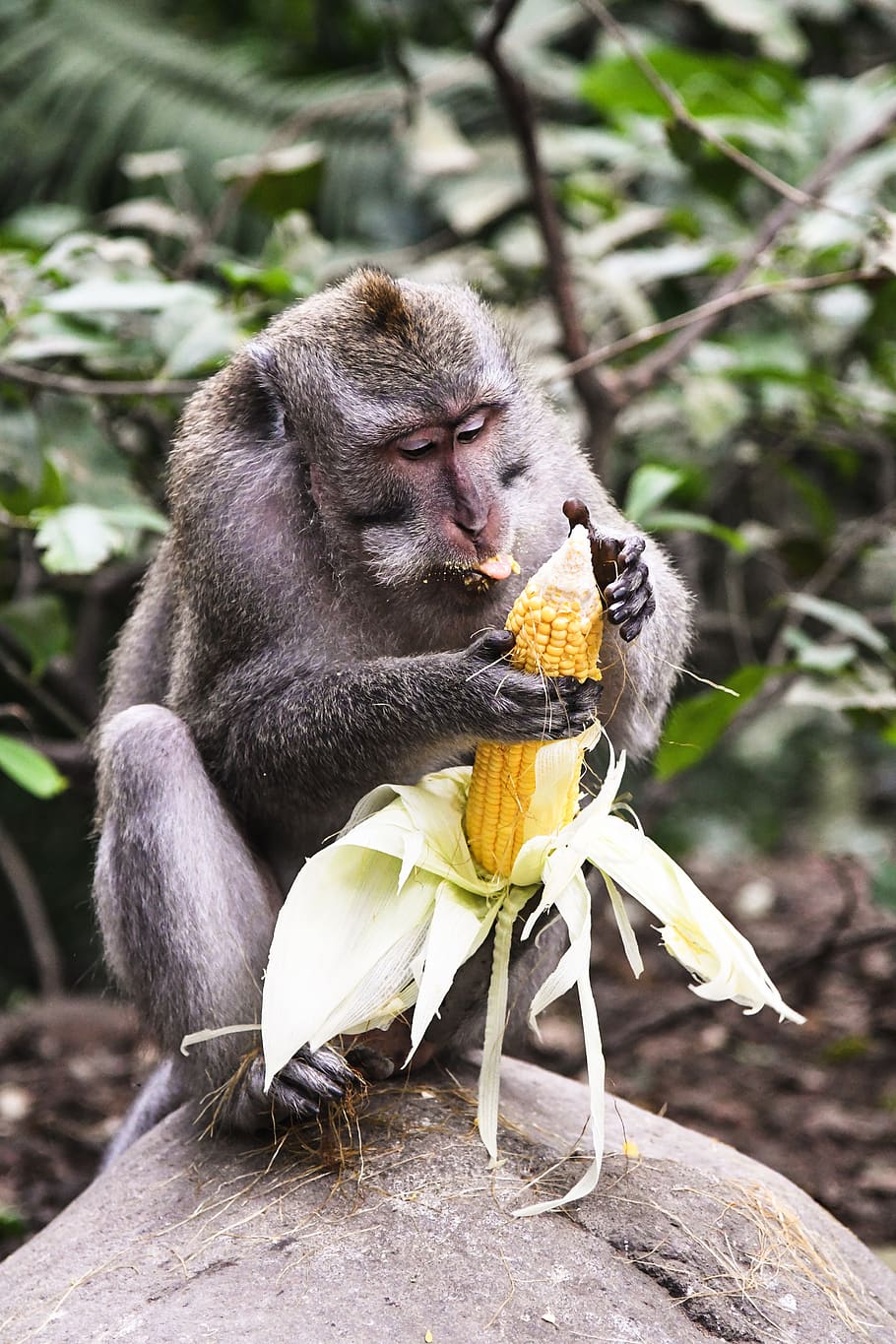 monkey holding corn, vegetable, food, produce, plant, grain, flora HD wallpaper