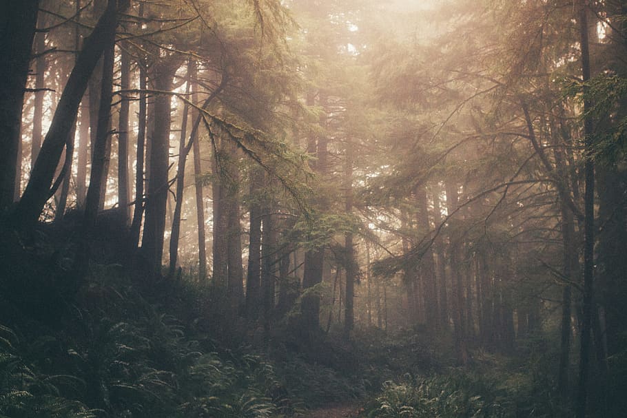 landscape photography of forest, tree, path, mist, fog, woodland HD wallpaper