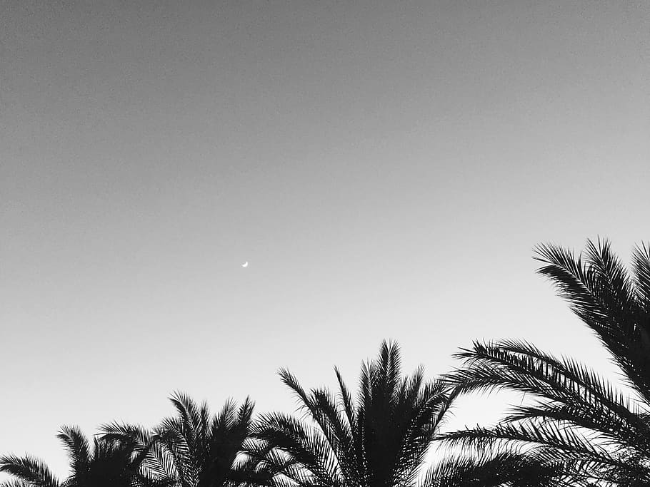 израиль, haifa, sky, moon, tree, plant, low angle view HD wallpaper