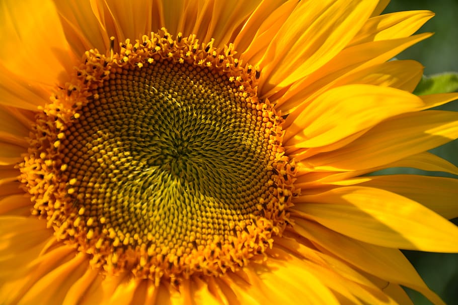 sunflower, macro, yellow, summer, petals, flowering plant, flower head HD wallpaper