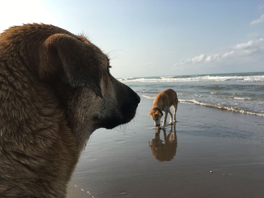 iran, babolsar, beach, dogs, pets, domestic, water, domestic animals HD wallpaper