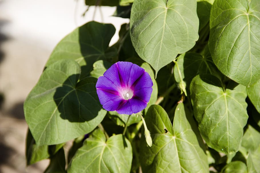 flower, garden, bloom, nature, flora, summer, purple, plant HD wallpaper