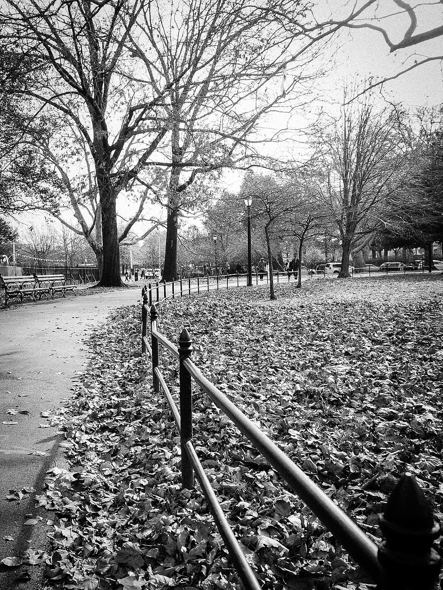 park, tree, plant, bare tree, nature, day, park - man made space HD wallpaper