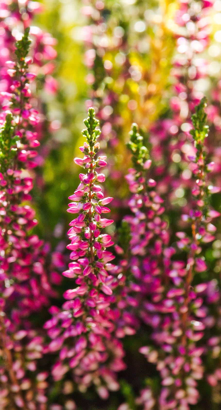 heide, erika, close up, pink, heather, autumn, nature, ericaceae HD wallpaper