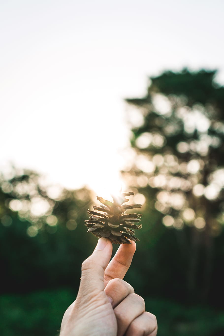person holding brown pine cone, hand, bokeh, forest, wood, woodland HD wallpaper