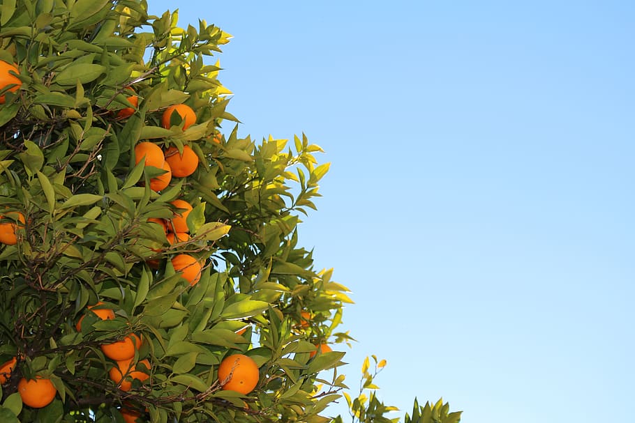 oranges, fruits, tree, leaves, blue, sky, growth, healthy eating HD wallpaper