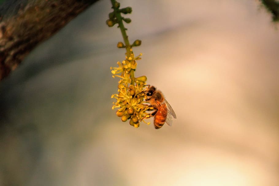 bee, tree, blossom, branch, focus, plant, nature, close-up HD wallpaper