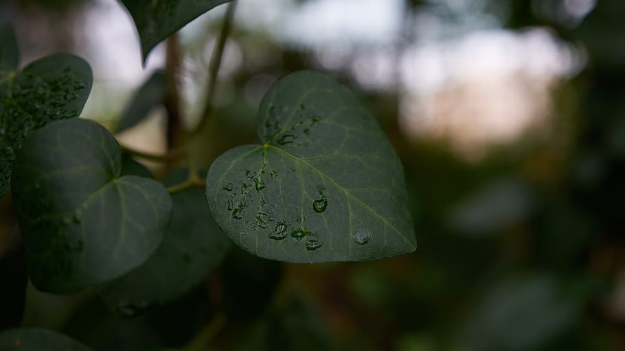 leaf, plant, veins, tree, droplet, ivy, blossom, flower, tree trunk HD wallpaper