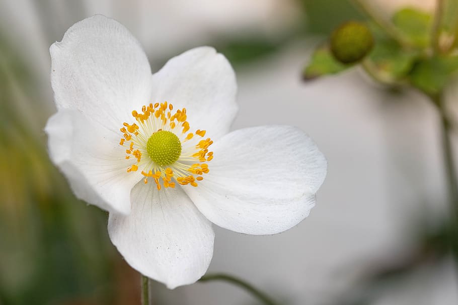 anemone, white, flower, vegetable, bloom, flower garden, flowers HD wallpaper