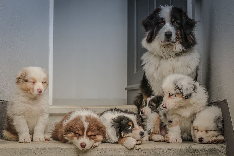 protection, look, watch, shepherd, aussie, baby, mother, pets HD wallpaper