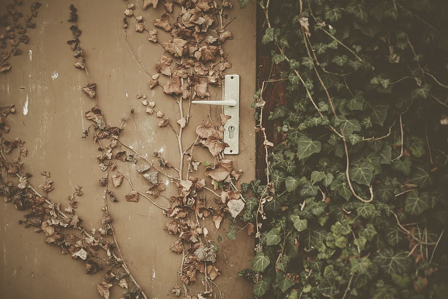 plant, ivy, leaf, vine, wall, rust, vase, potted plant, pottery HD wallpaper