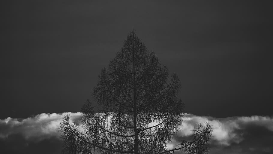 Silhouette If Tree in Grayscale Photography, backlit, black and white HD wallpaper