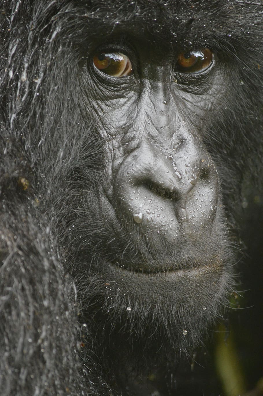 rwanda, virunga mountains, eyes, trust, gorilla, hirwa, animal HD wallpaper