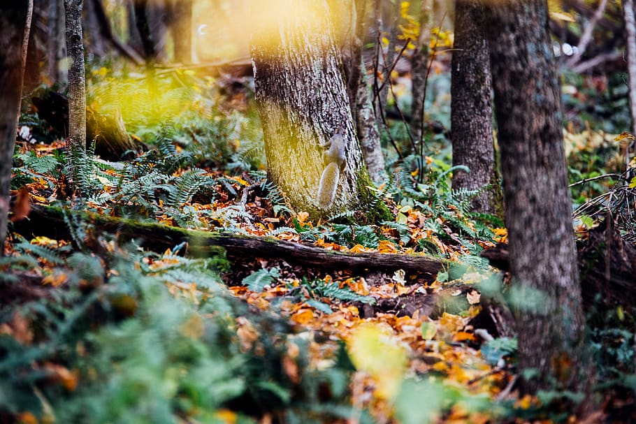 animals, trees, plant, land, forest, tree trunk, nature, selective focus HD wallpaper