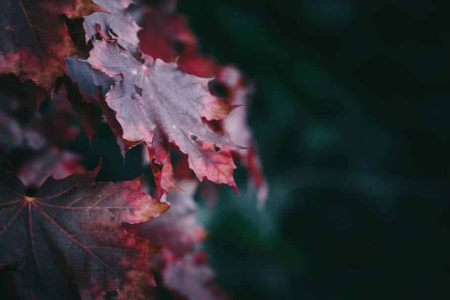 Red Maple Leaves, macro, plant part, leaf, autumn, close-up, change HD wallpaper