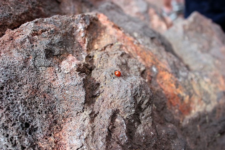 volcano, volcanic rock, insect, ladybug, lava, landscape, animals in the wild HD wallpaper