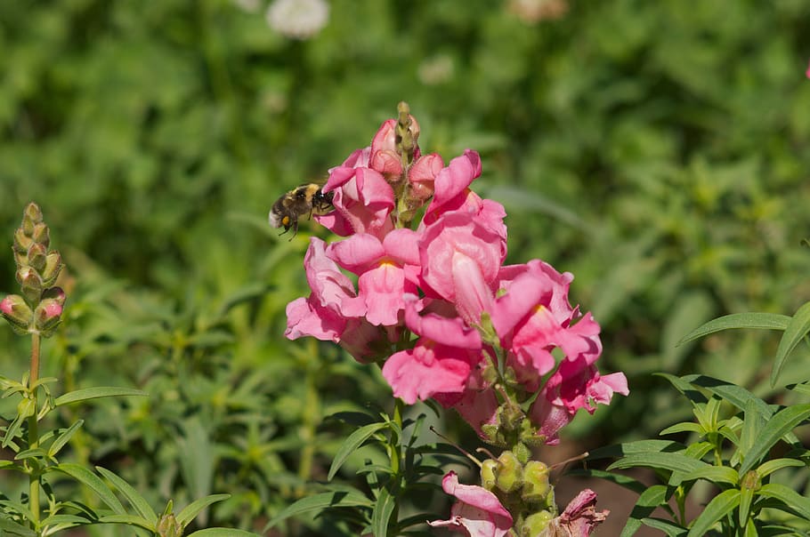 flowers, bee, summer, insect, pollination, flowering plant HD wallpaper