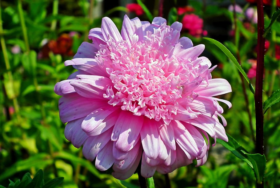 astra, flower, garden, summer, nature, beautiful, pink, blooming HD wallpaper