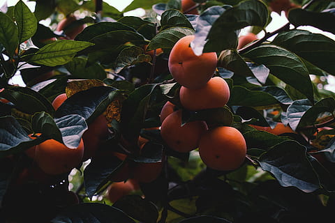 iran, lahijan, fruit, tree, nature, persimmons, leaf, plant part HD wallpaper
