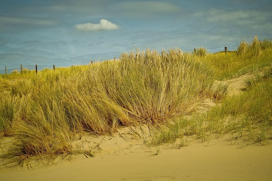 dunes, beach, nature, sea, sand, coast, grass, summer, north sea HD wallpaper