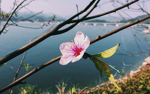 hometown, flower, plant, flowering plant, freshness, beauty in nature HD wallpaper