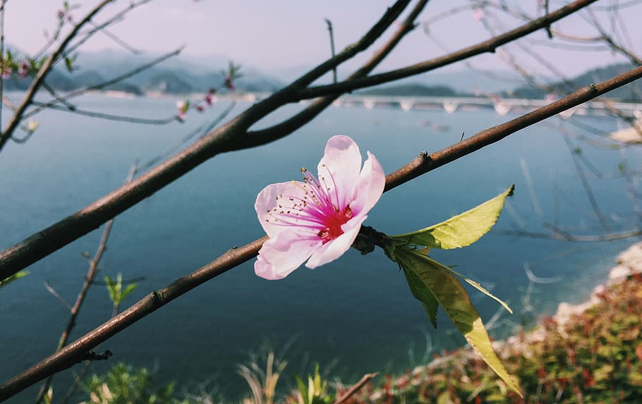 hometown, flower, plant, flowering plant, freshness, beauty in nature HD wallpaper