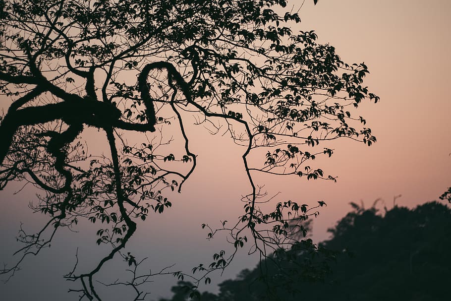 tree, landscape, travel, sky, plant, silhouette, growth, beauty in nature HD wallpaper