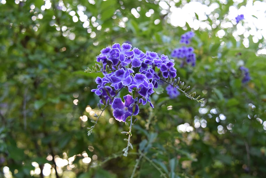 flower, flowering plant, growth, vulnerability, fragility, beauty in nature HD wallpaper