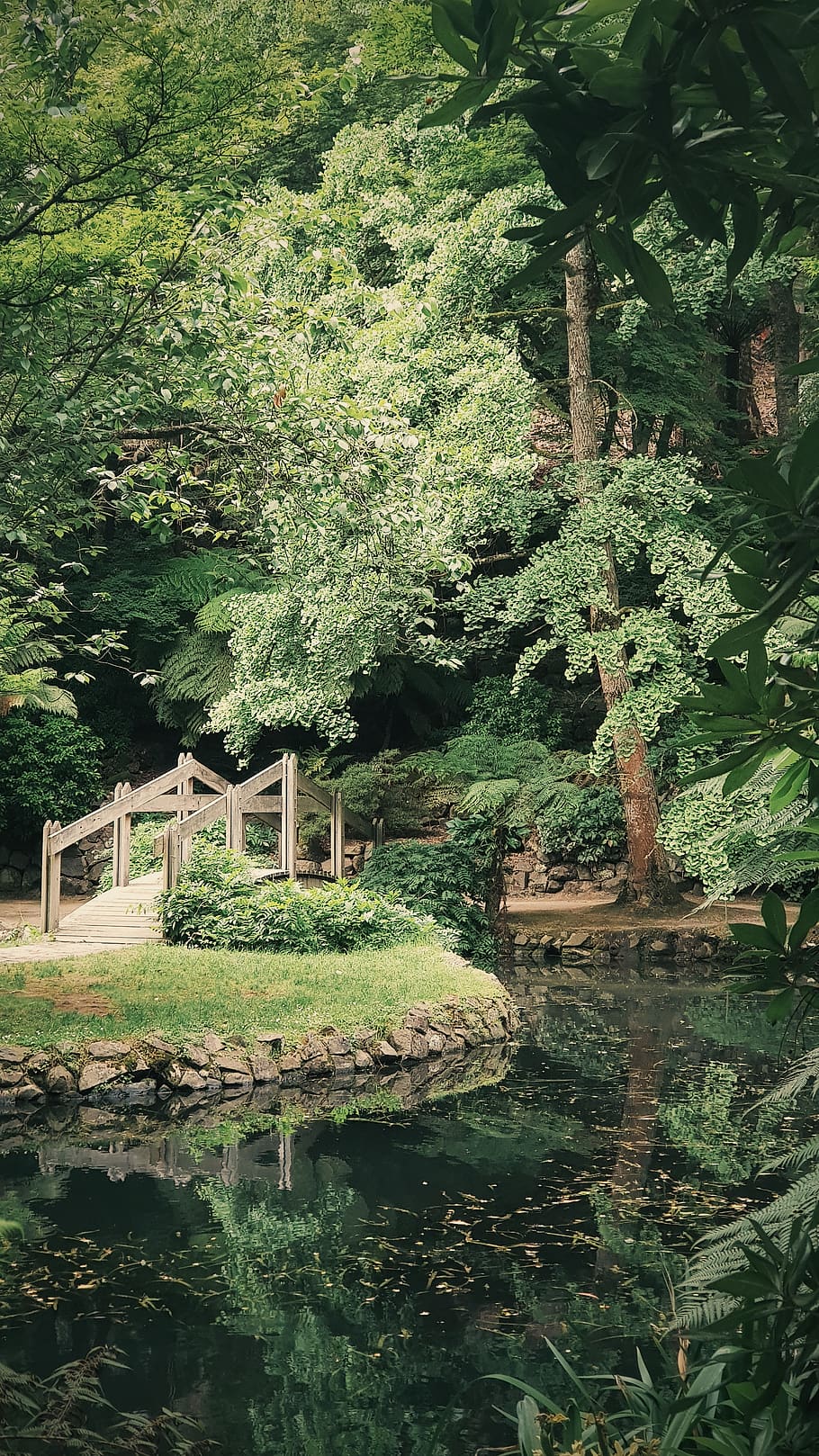 green-leafed plant, tree, water, growth, nature, green color HD wallpaper
