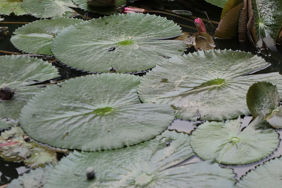 leaf, lotus, pond, round, water, garden, plant part, water lily HD wallpaper