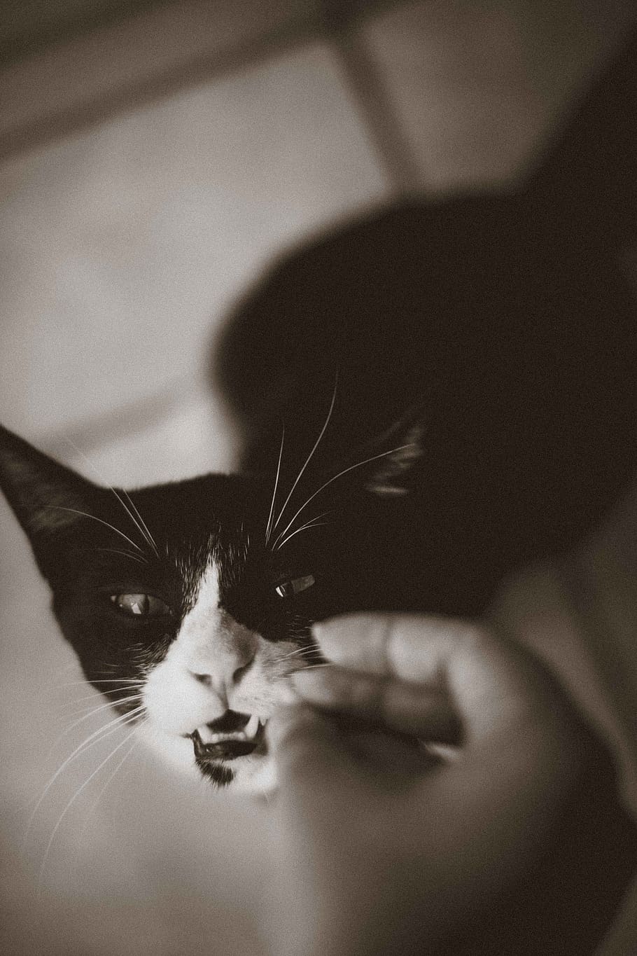 brazil, cuiabá, cat, domestic cat, pets, feline, domestic animals HD wallpaper