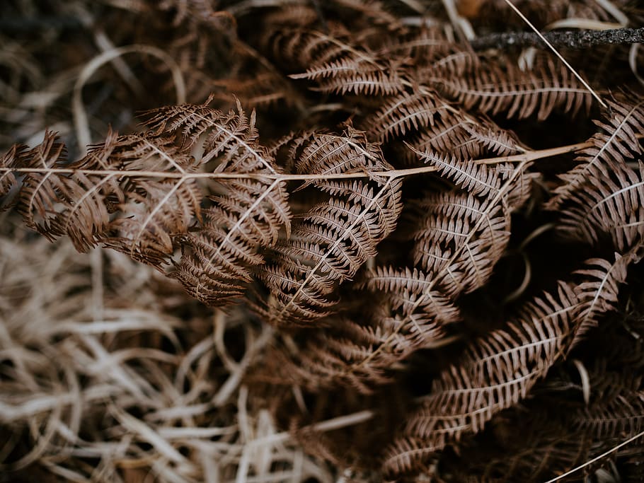 dried leaves, plant, fern, mammal, animal, jaguar, panther, wildlife HD wallpaper