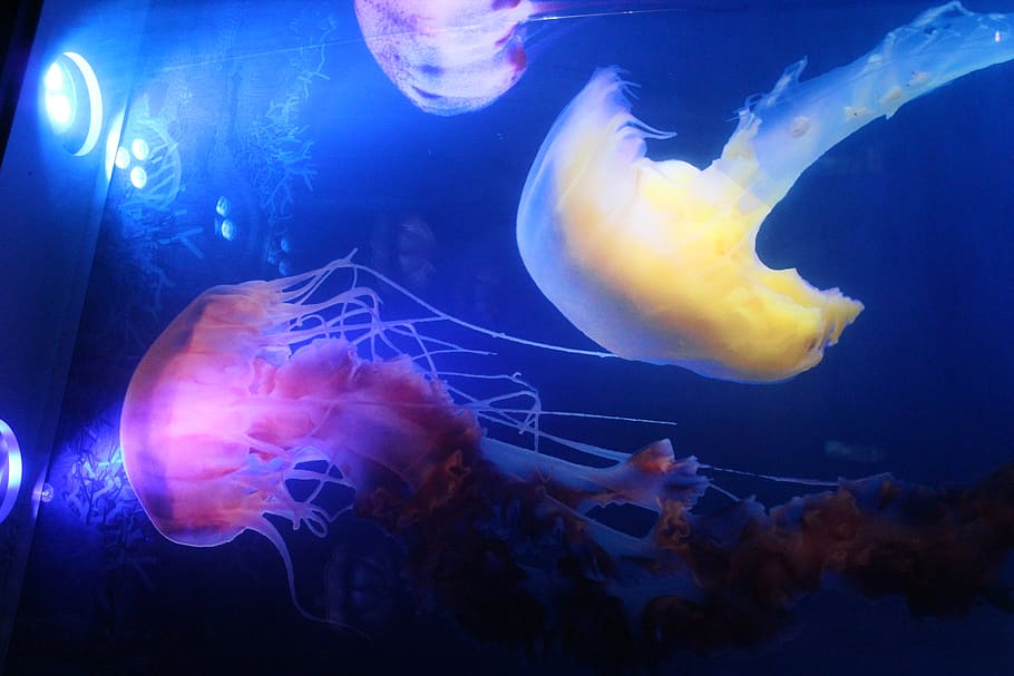 animal themes, animals in the wild, sea, animal wildlife, underwater HD wallpaper