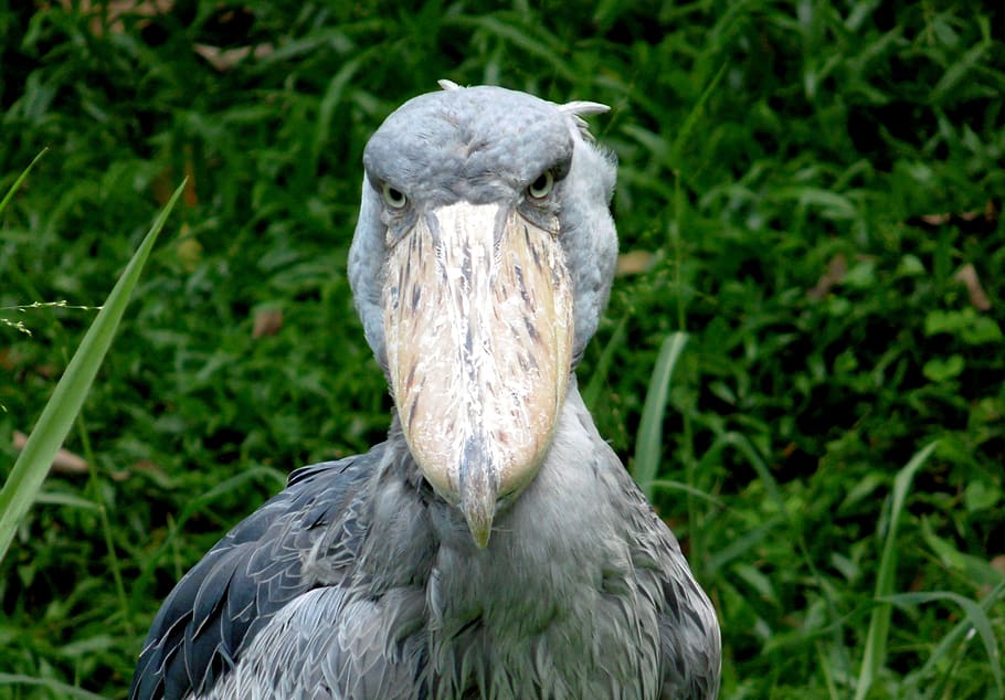 animal themes, animal wildlife, bird, one animal, animals in the wild HD wallpaper