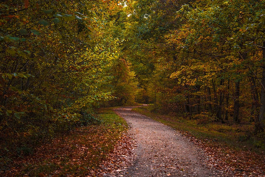 green trees, road, dirt road, gravel, ground, path, asphalt, tarmac HD wallpaper