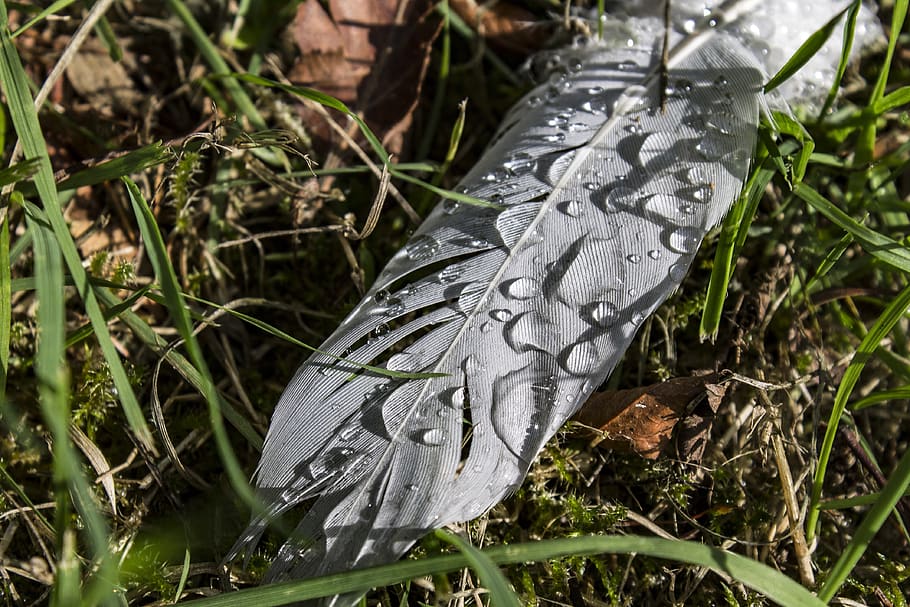 feather, macro, nature, close up, lightweight, plant, day, close-up, HD wallpaper