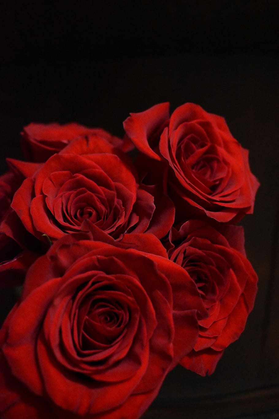 rose, red, petals, flower, flowering plant, beauty in nature HD wallpaper