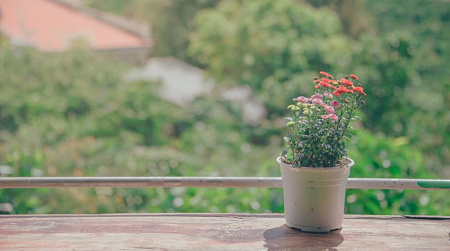 Pot of Flowers Near Balcony, beautiful, bloom, blossom, blurred background HD wallpaper