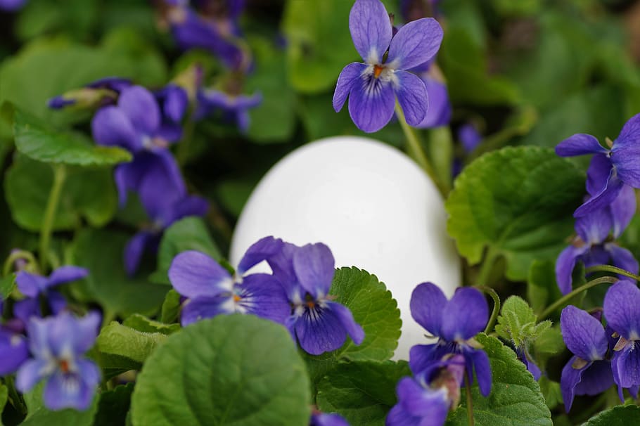 violets, eggs, white, easter, spring, vernal, holiday, the tradition of, HD wallpaper