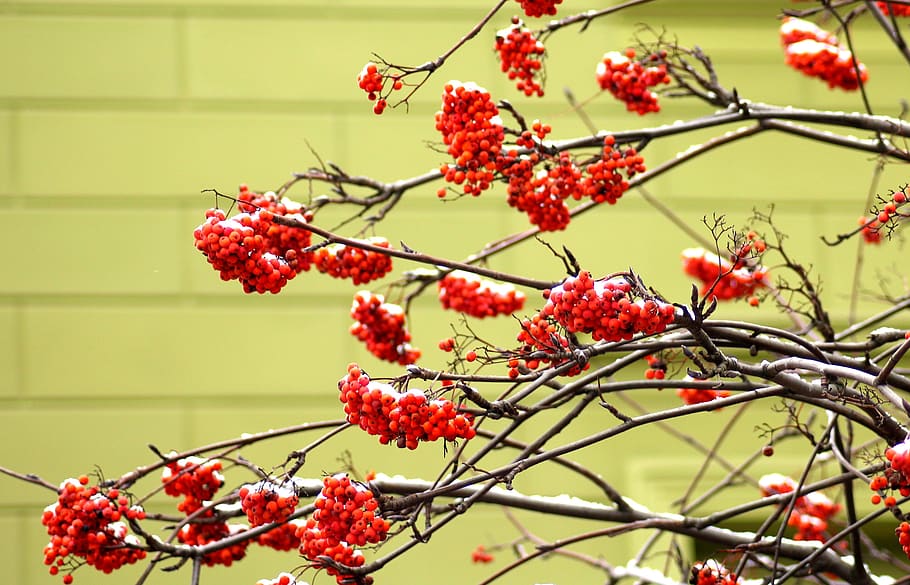 rowan, tree, winter, berries, branch, nature, red, plants, fruit HD wallpaper