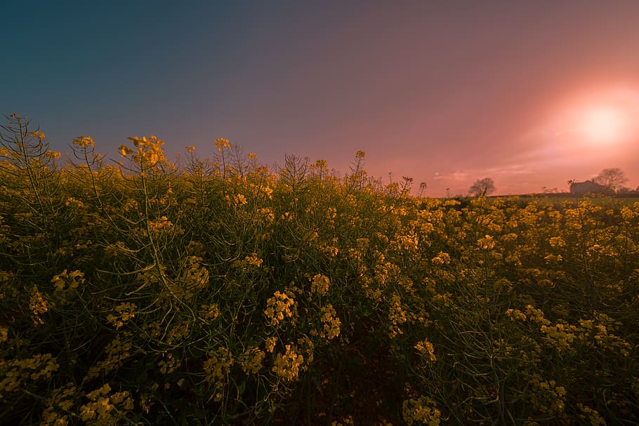 rapeseed, meadow, field, landscape, yellow, agriculture, sun HD wallpaper