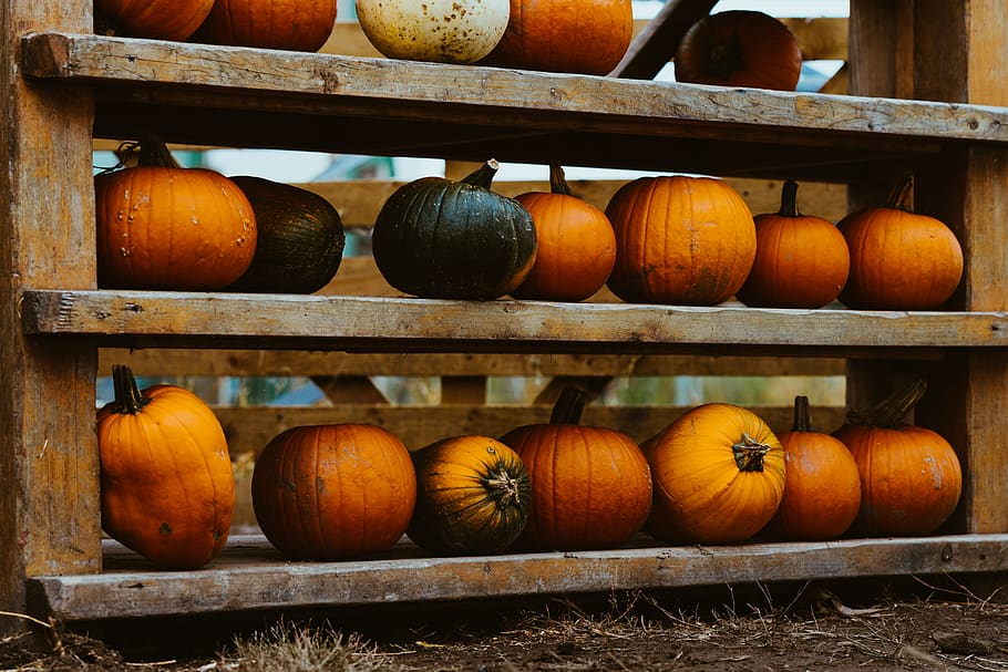 pumpkins on rack, food and drink, shelf, no people, vegetable HD wallpaper