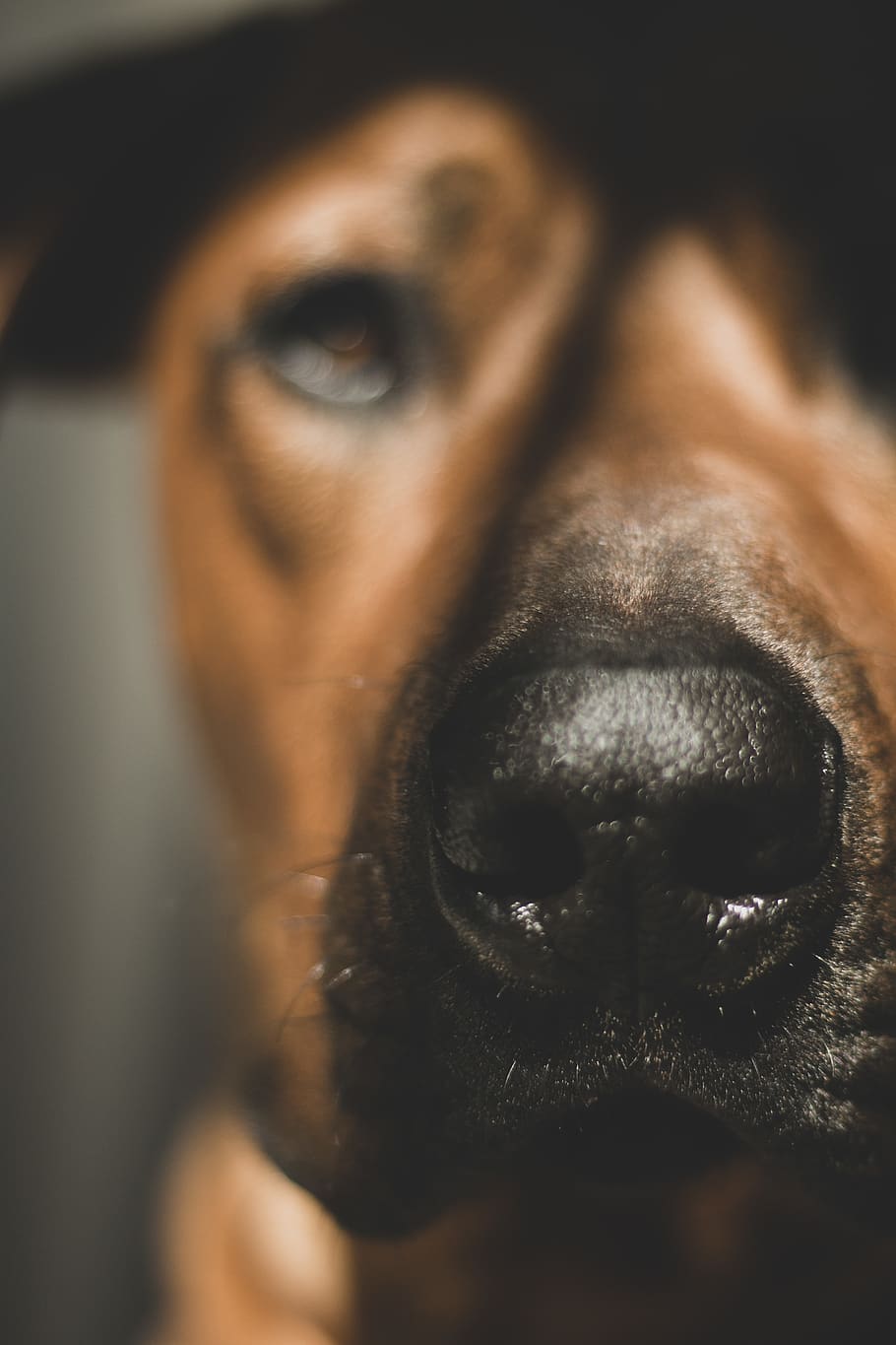 one animal, mammal, pets, canine, dog, domestic, animal themes HD wallpaper