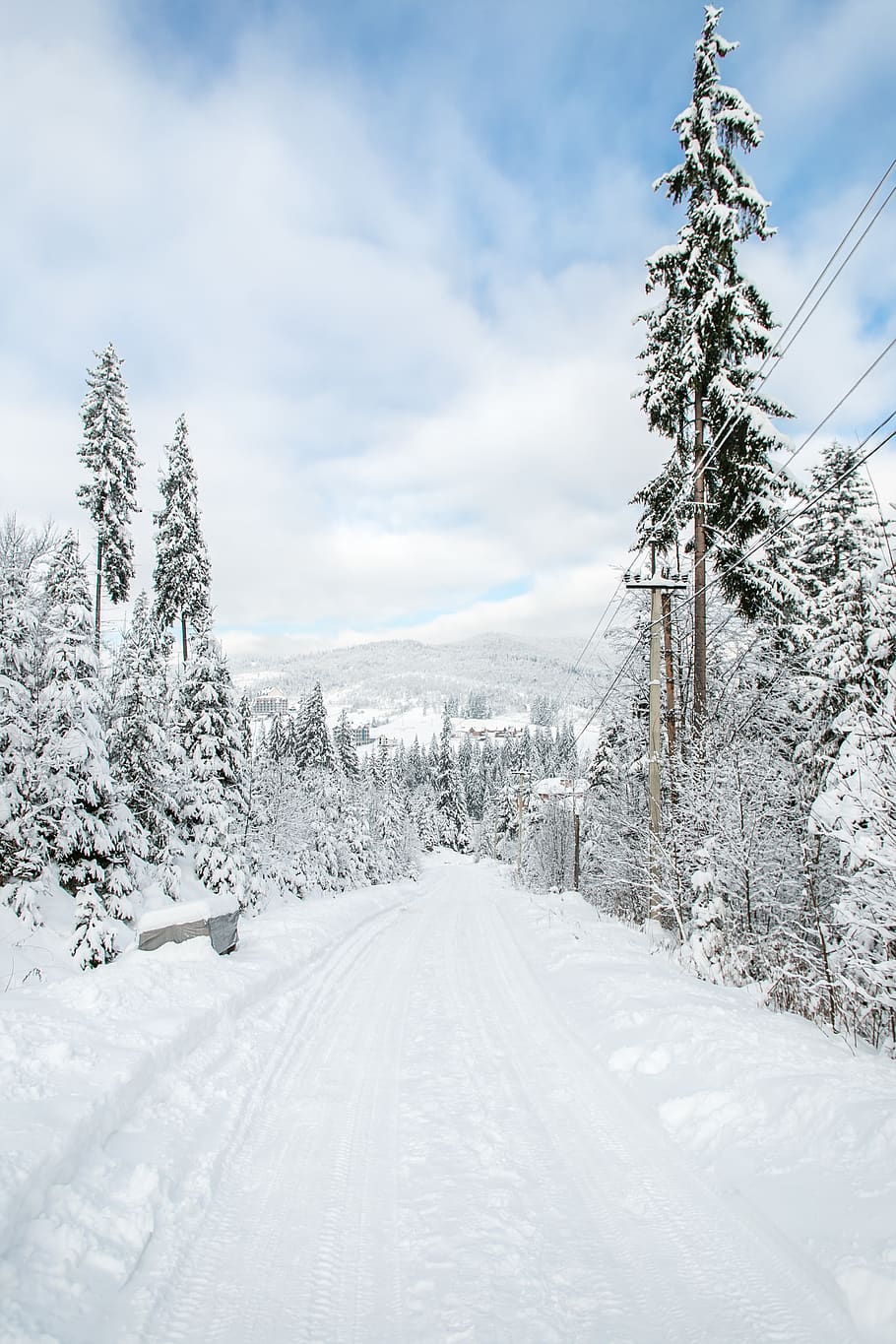 snow covered trees, plant, fir, abies, nature, outdoors, pine HD wallpaper