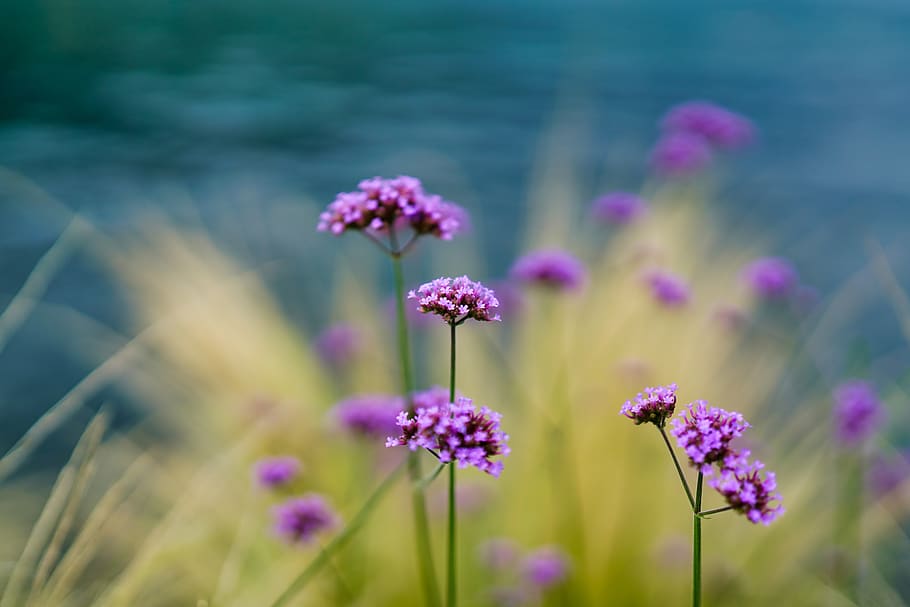 flower, field, nature, summer, garden, grass, bright, horizontal HD wallpaper