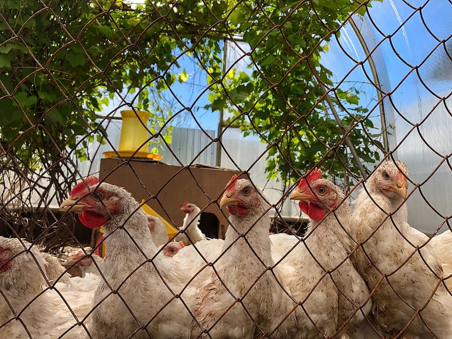 chicken, summer, greenery, sky, eyes, crowd, nature, farmer HD wallpaper