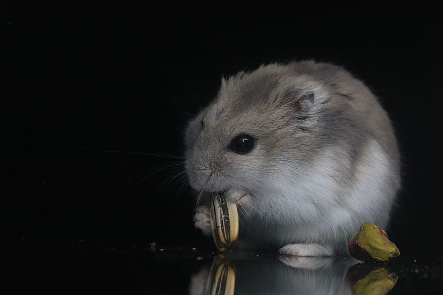 hamster, pets, small animals, animal themes, one animal, mammal HD wallpaper
