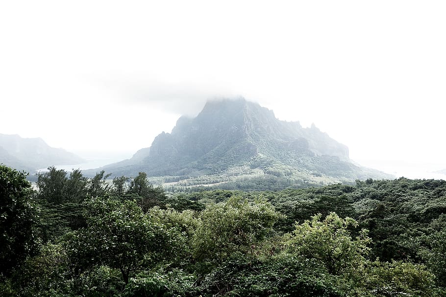 french polynesia, mo'orea, trees, nature, moorea, foggy, plants, HD wallpaper