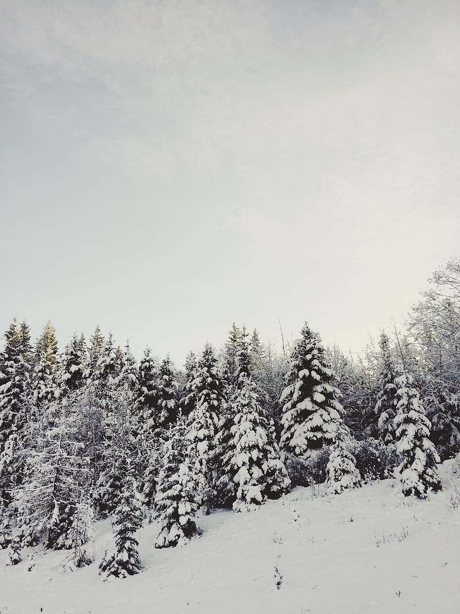 canada, red deer, winter, snow, trees, snowing, white, alberta HD wallpaper